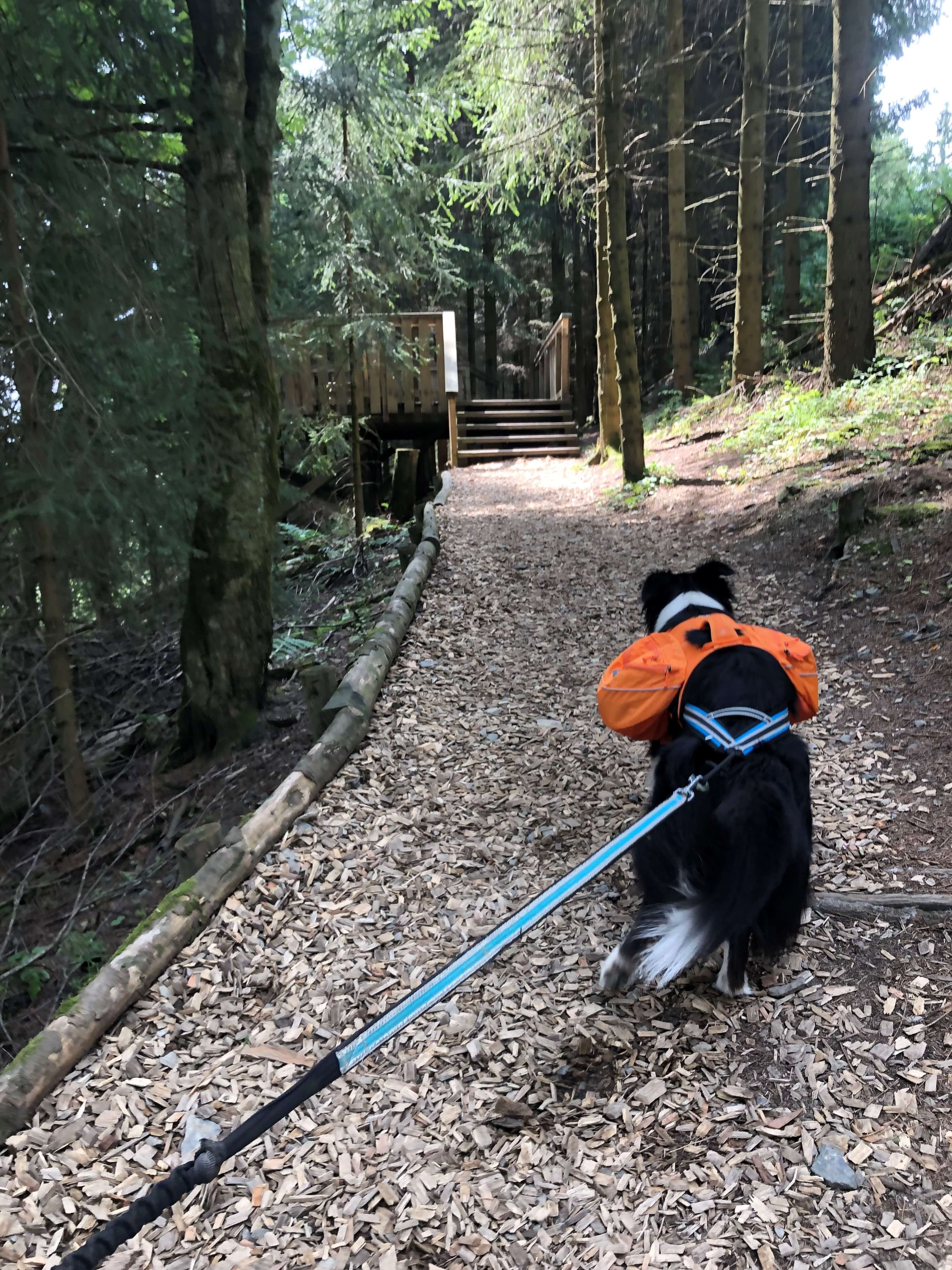 Mit der Familie und dem Hund am Erlebnisberg Kappe